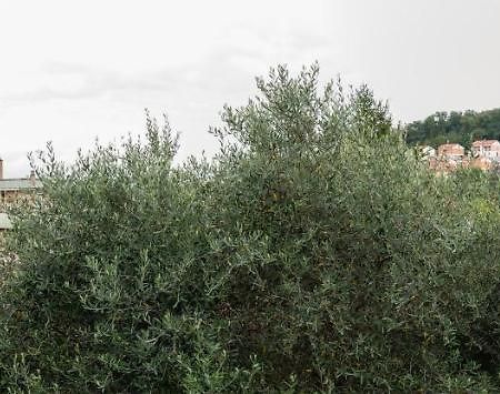 Wild Zagara Apartman La Spezia Kültér fotó